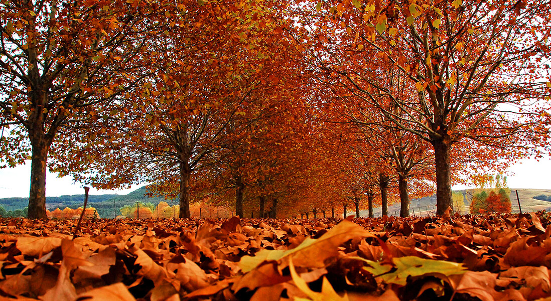 SP A12 - Autumn Leaves SP A12 - Autumn Leaves