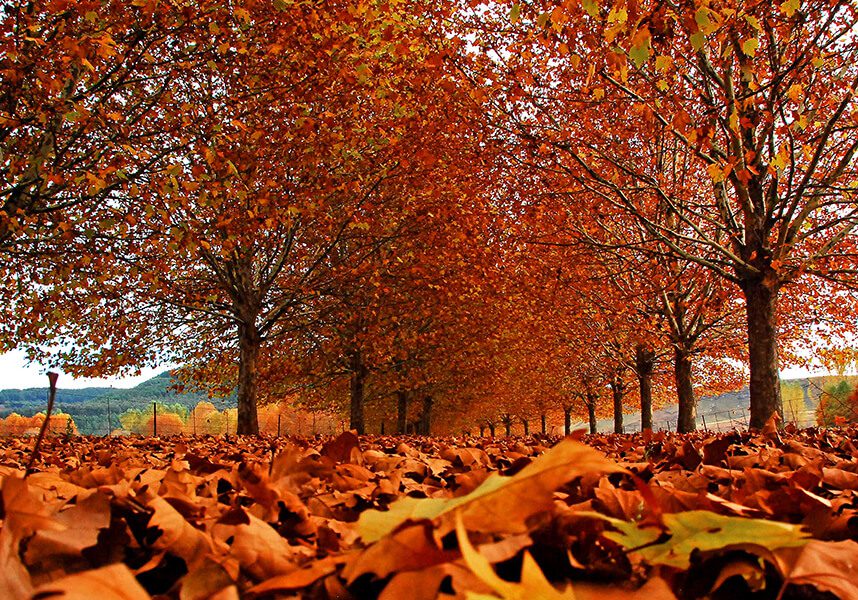 SP A12 - Autumn Leaves SP A12 - Autumn Leaves